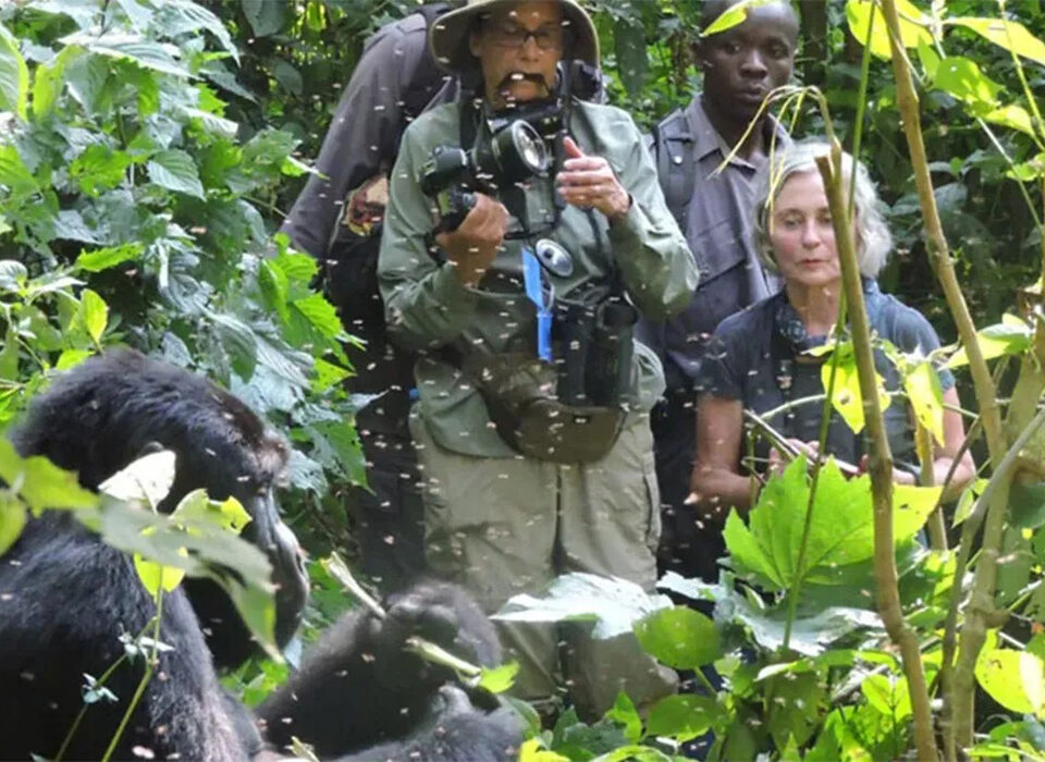 Minimum Age for Gorilla Trekking in Rwanda & Uganda