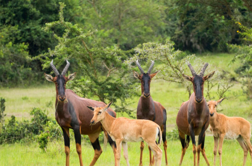 What Are the Most Iconic National Parks in Uganda in 2026?