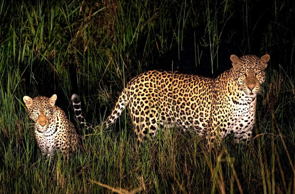 Nightlife Safari: Nocturnal Creatures You Don’t See During Day Drives