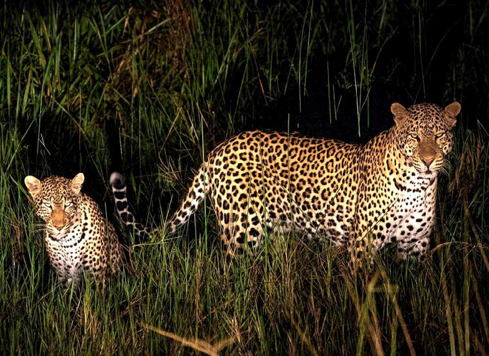 Nightlife Safari: Nocturnal Creatures You Don’t See During Day Drives