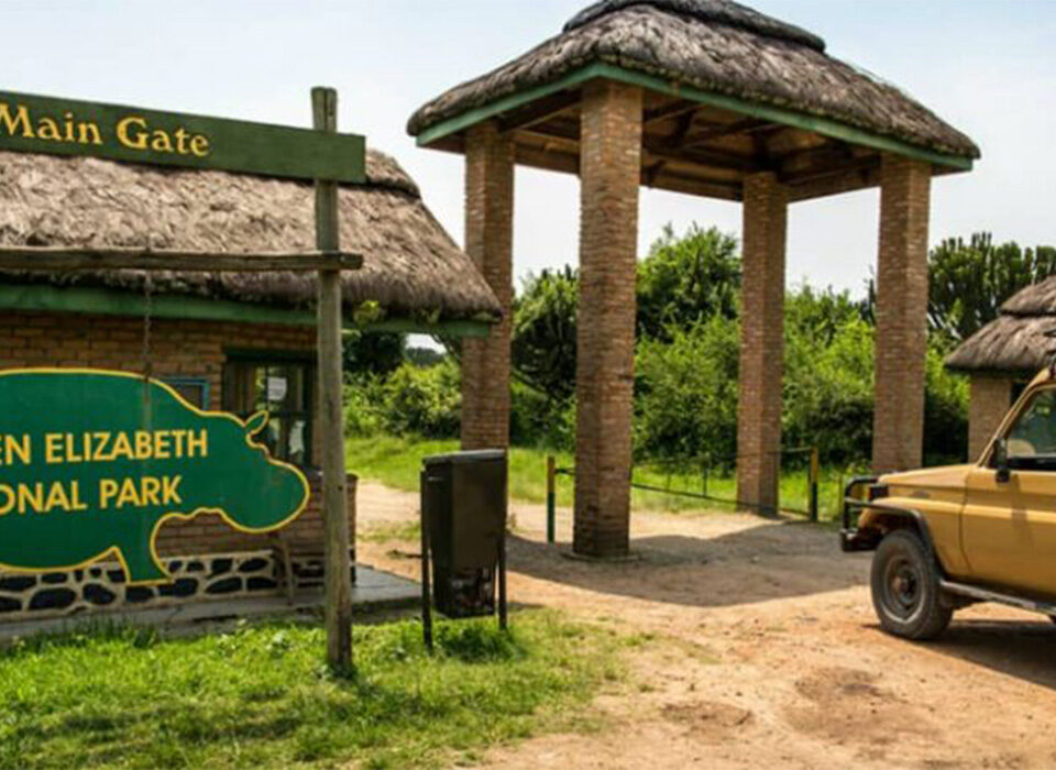 Adding a Safari in Queen Elizabeth National Park to a Gorilla Tour in Uganda
