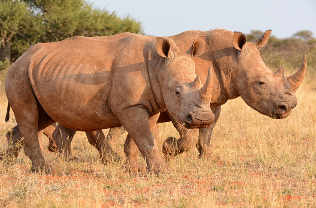 Rhino Trekking in Akagera National Park, Rwanda