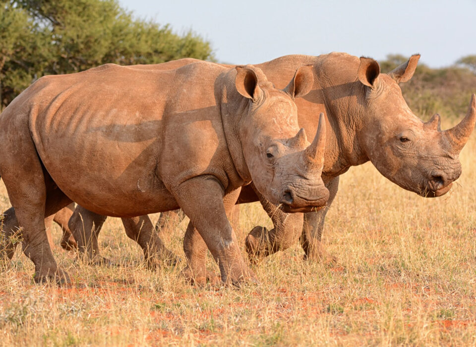 Rhino Trekking in Akagera National Park, Rwanda