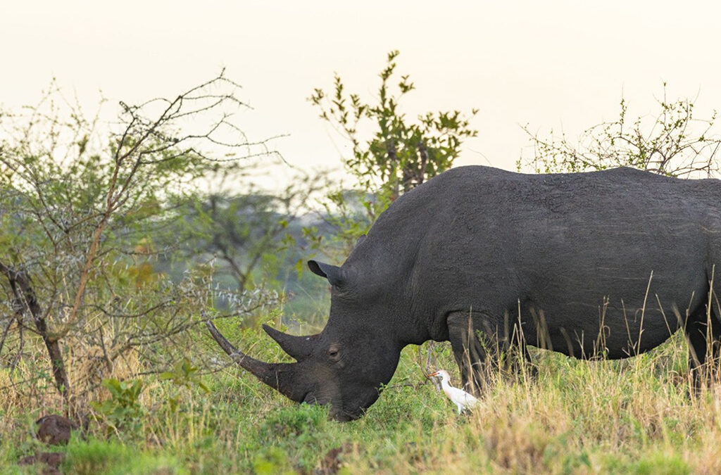 All You Need to Know About Black Rhinos