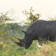 All You Need to Know About Black Rhinos