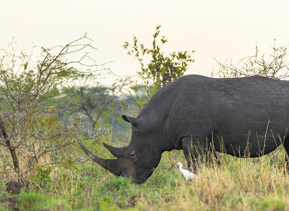 All You Need to Know About Black Rhinos