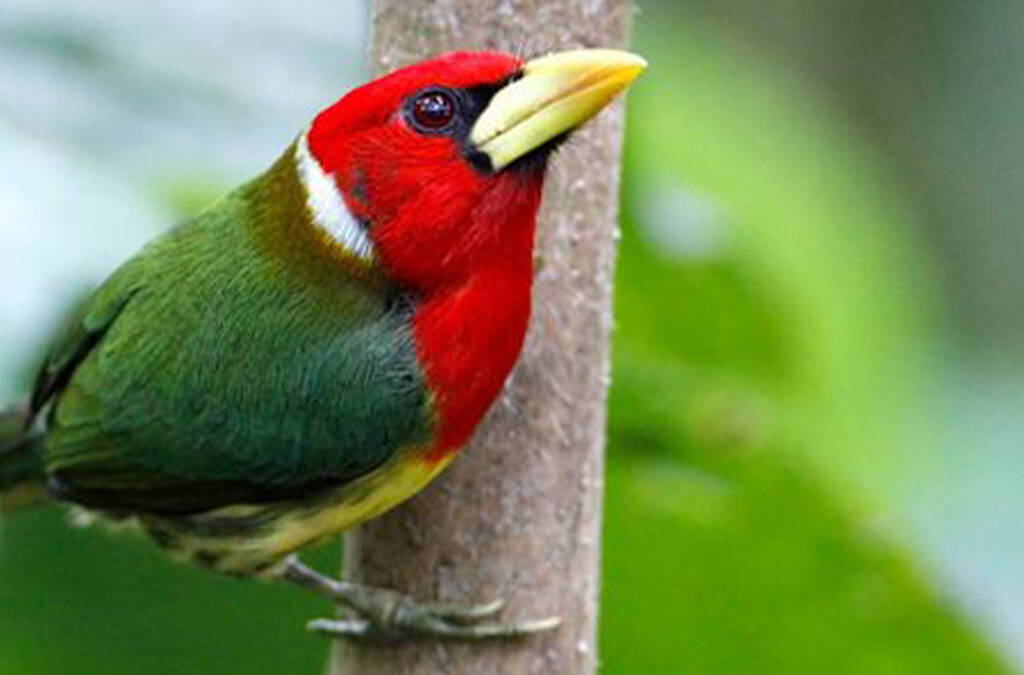 Uganda and Rwanda Early Bird Tours (Updated 2026 Guide)