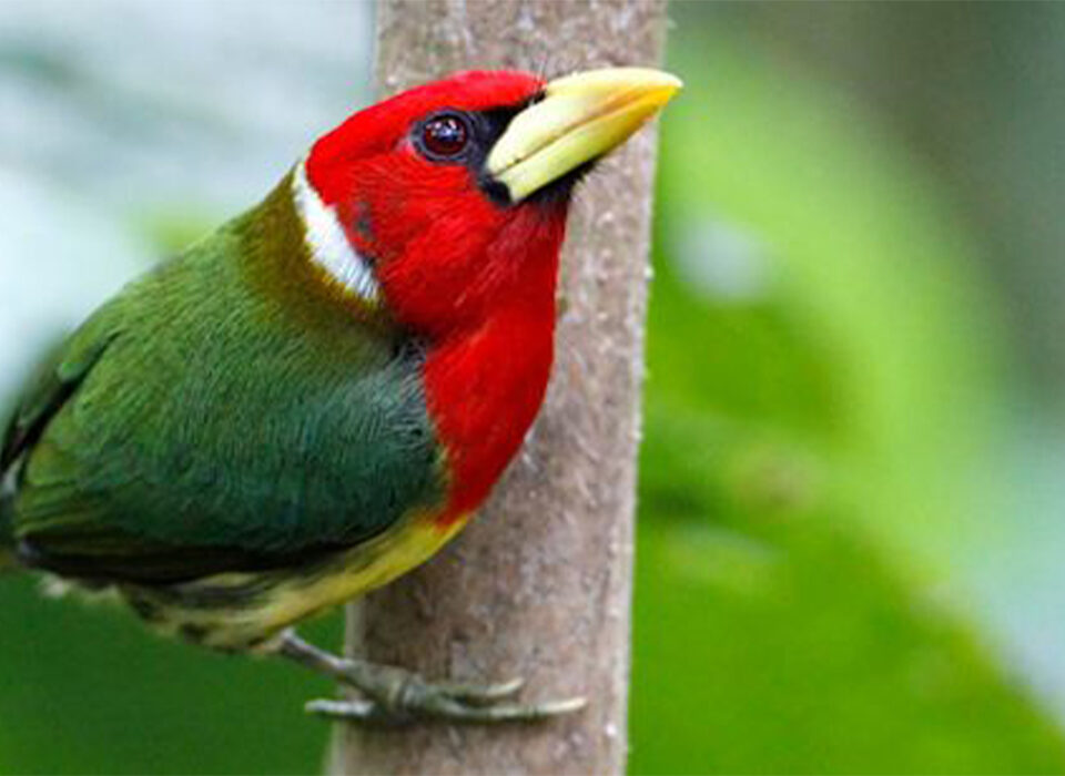 Uganda and Rwanda Early Bird Tours (Updated 2026 Guide)