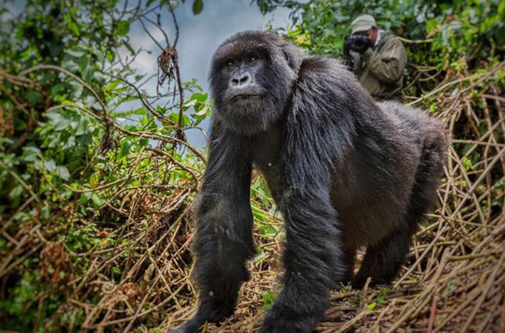 Is Gorilla Trekking in Rwanda Worth the Cost?