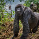 Is Gorilla Trekking in Rwanda Worth the Cost?