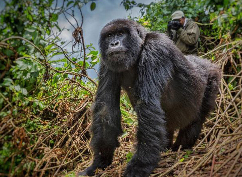 Is Gorilla Trekking in Rwanda Worth the Cost?