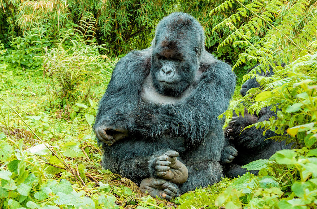 Why Plan a Rwanda Gorilla Safari with Experiya Tour Company