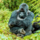 Why Plan a Rwanda Gorilla Safari with Experiya Tour Company