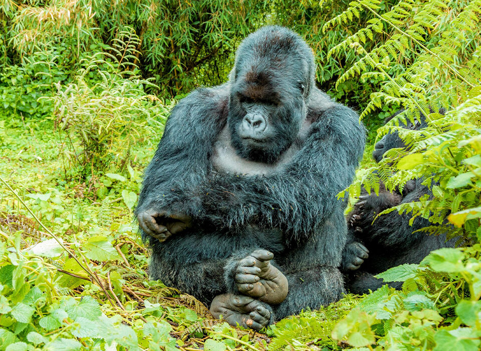 Why Plan a Rwanda Gorilla Safari with Experiya Tour Company