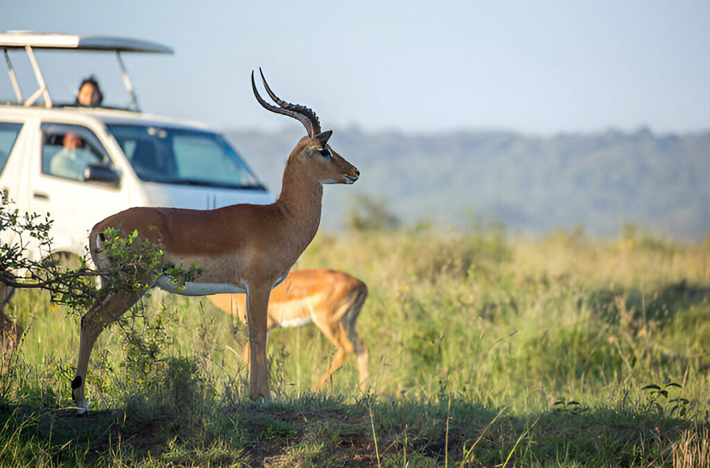 Self-Drive Safari Adventures in Uganda