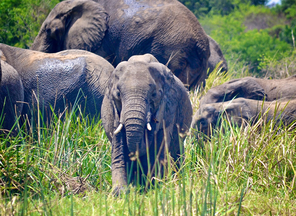 Why Choose an Akagera National Park Safari in Rwanda?