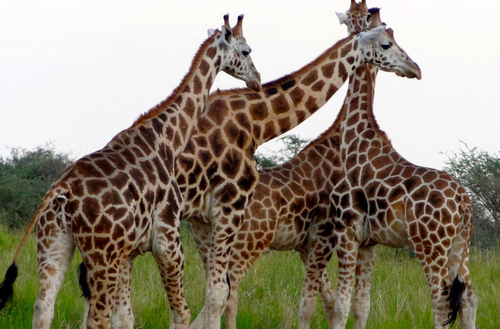 Other Must-See Big Game Animals in Uganda