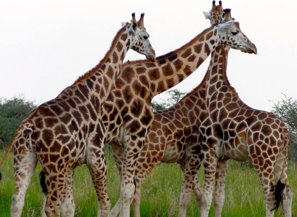 Other Must-See Big Game Animals in Uganda