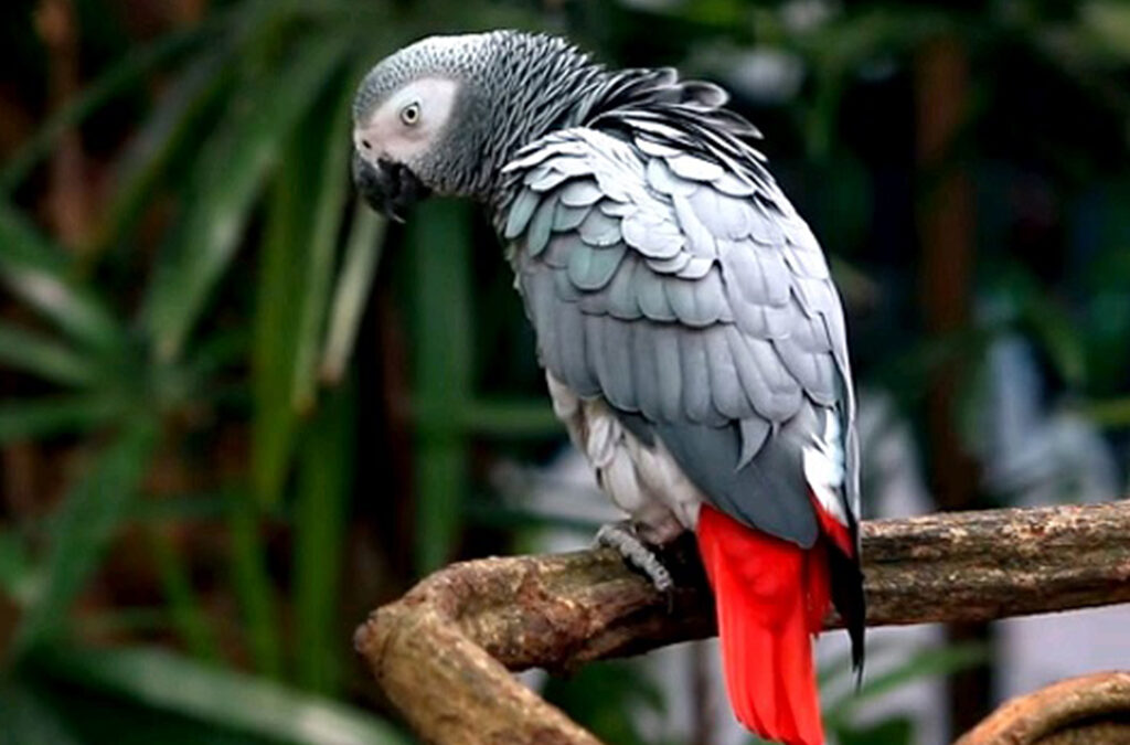 Birding Tours in Semuliki Valley National Park