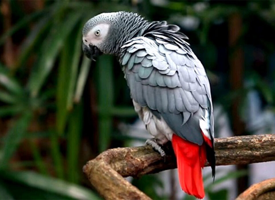 Birding Tours in Semuliki Valley National Park