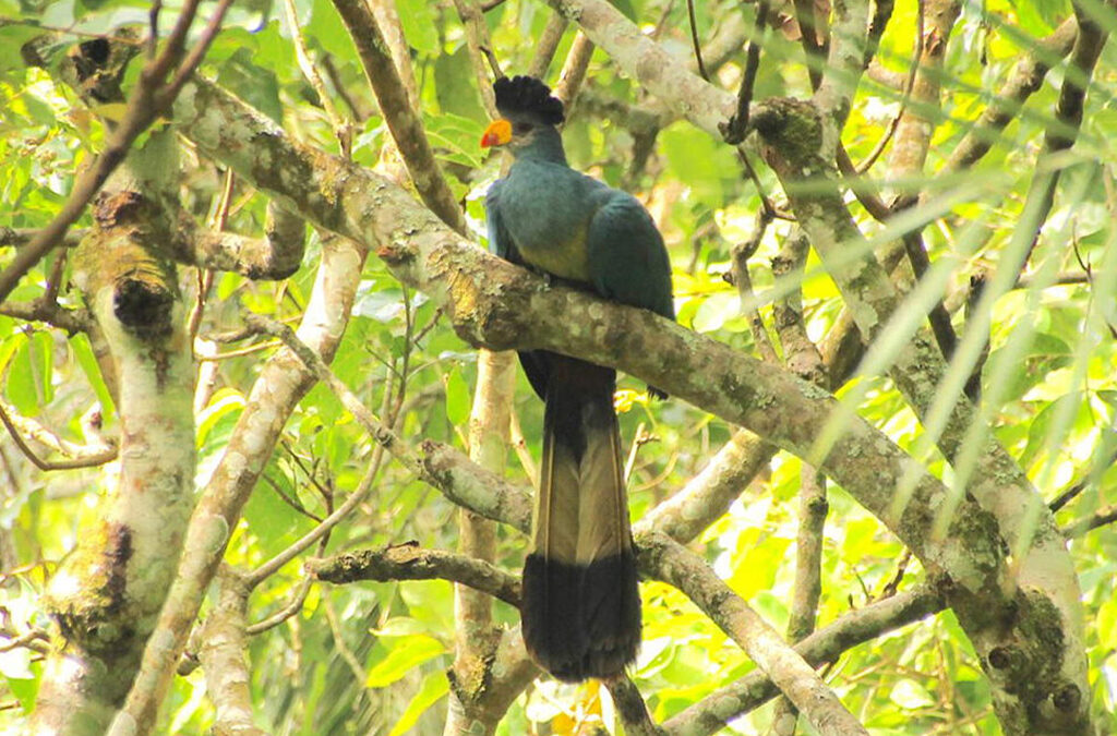 Birding Adventures in Semuliki National Park, Uganda