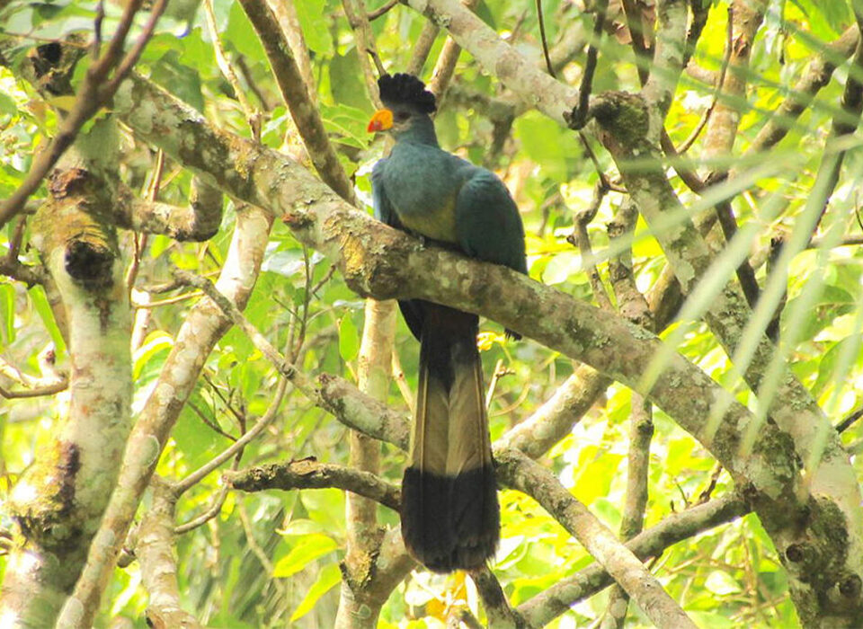 Birding Adventures in Semuliki National Park, Uganda