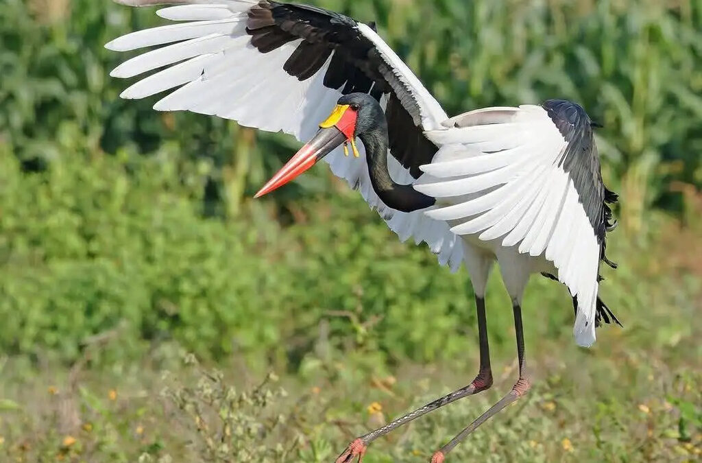 Birding Sites Near Kampala City – A Paradise for Nature Lovers