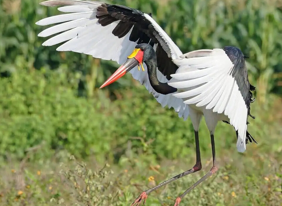 Birding Sites Near Kampala City – A Paradise for Nature Lovers