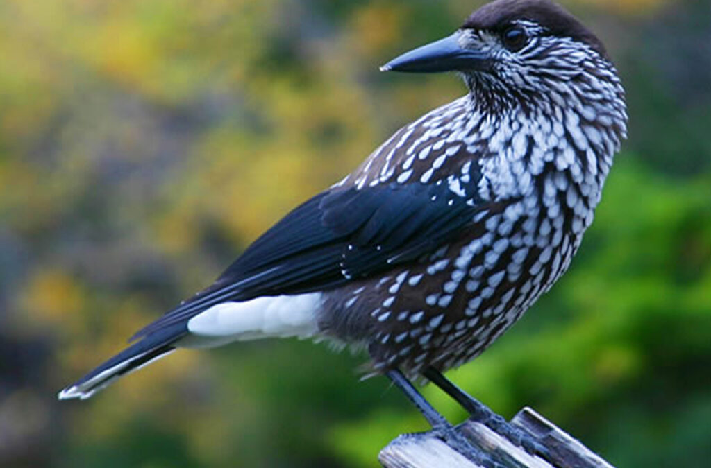 Budget Birding Safaris in Uganda