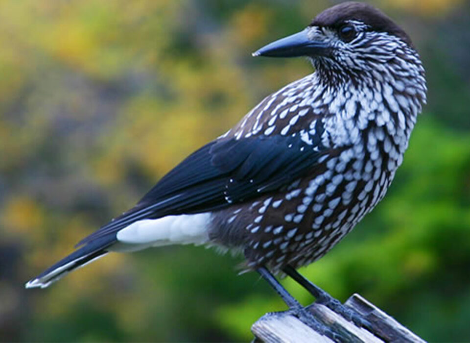 Budget Birding Safaris in Uganda