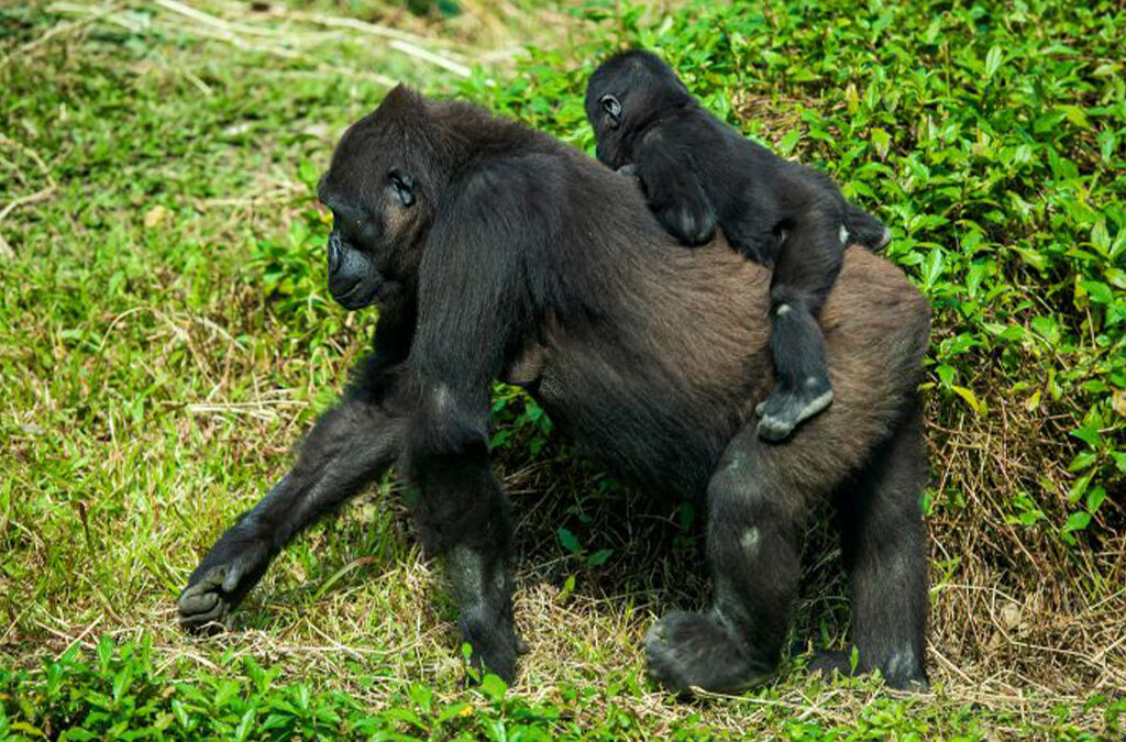 Organizing a Budget Gorilla Trekking Safari in Bwindi Impenetrable National Park 2026