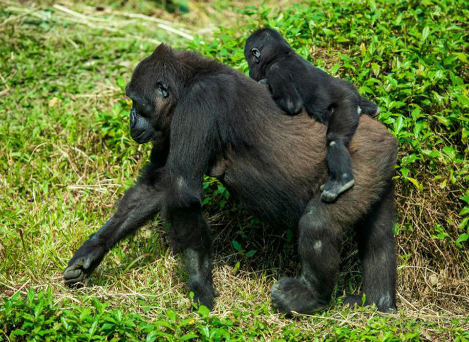 Organizing a Budget Gorilla Trekking Safari in Bwindi Impenetrable National Park 2026