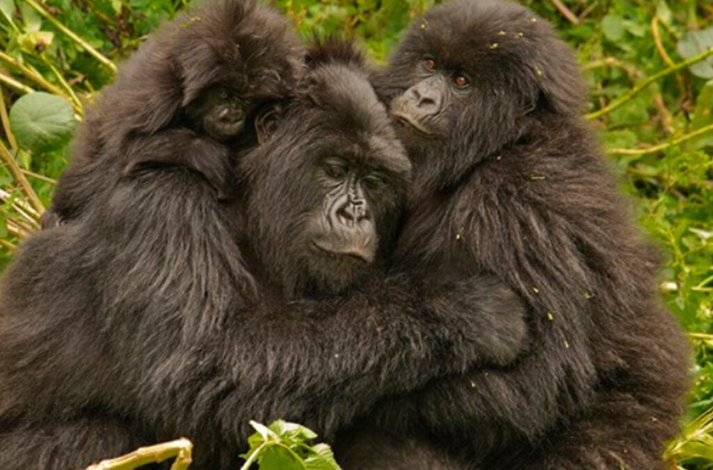 Chances of Seeing Mountain Gorillas in Bwindi and Rwanda