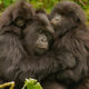 Chances of Seeing Mountain Gorillas in Bwindi and Rwanda