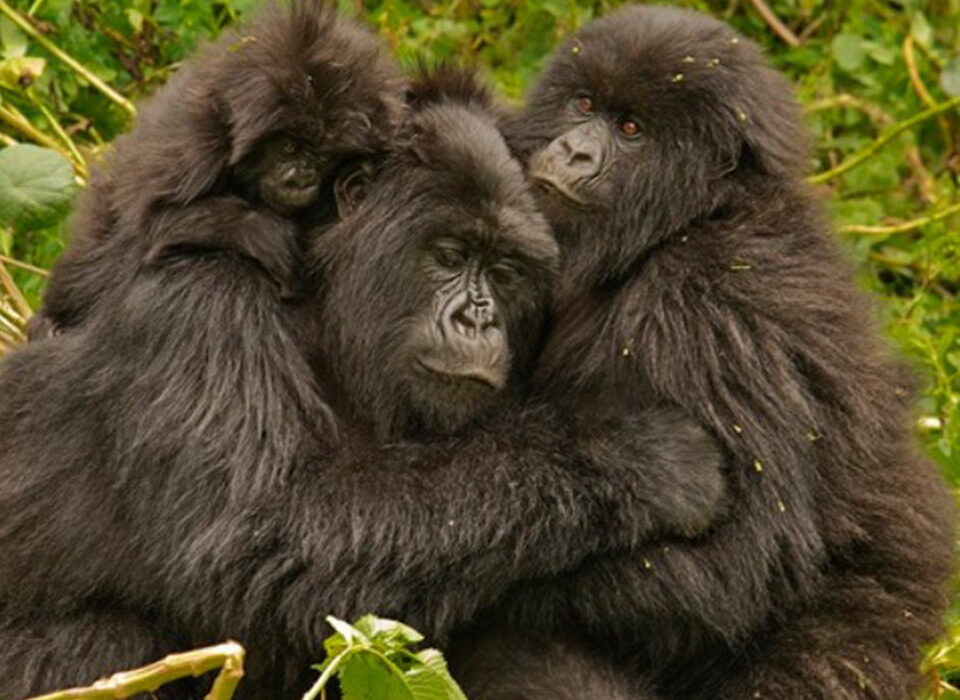 Chances of Seeing Mountain Gorillas in Bwindi and Rwanda