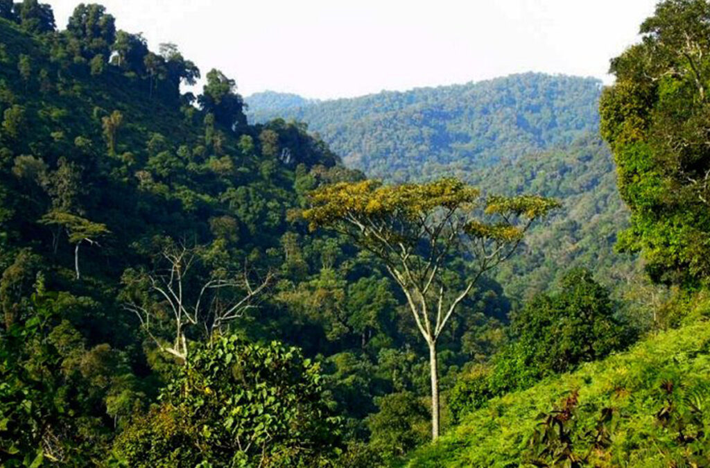 Can I Explore Bwindi Without Trekking Mountain Gorillas