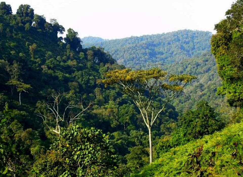 Can I Explore Bwindi Without Trekking Mountain Gorillas