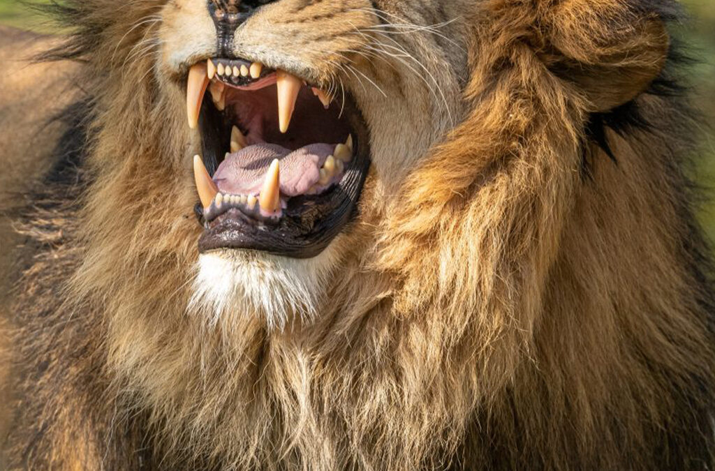 Predators and Carnivores on a Safari in Uganda