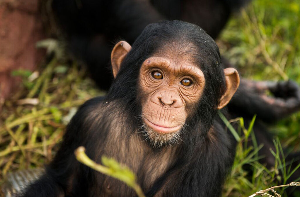 Facts About Chimpanzees – Discover Our Closest Living Relatives