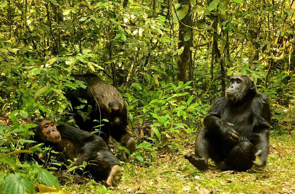 Chimpanzee Families in Nyungwe Forest National Park
