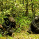 Chimpanzee Families in Nyungwe Forest National Park