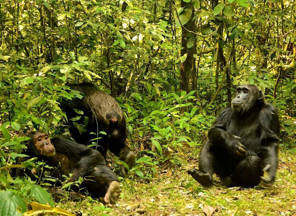 Chimpanzee Families in Nyungwe Forest National Park