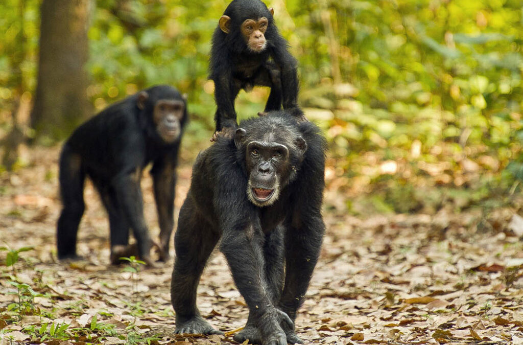 Tracking Chimpanzees in Kalinzu Forest