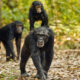 Tracking Chimpanzees in Kalinzu Forest