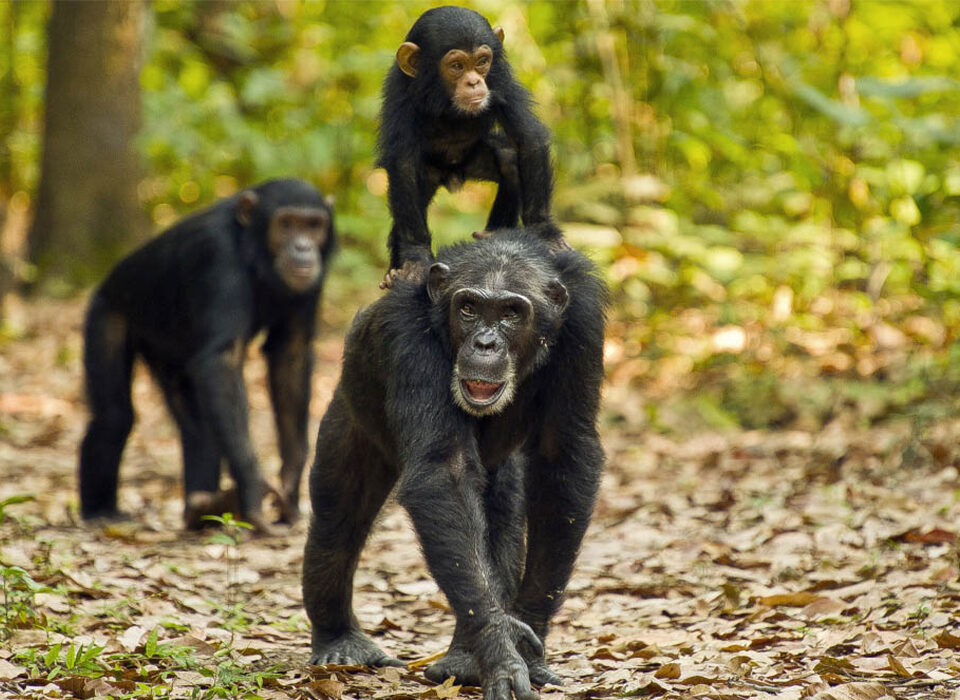 Tracking Chimpanzees in Kalinzu Forest