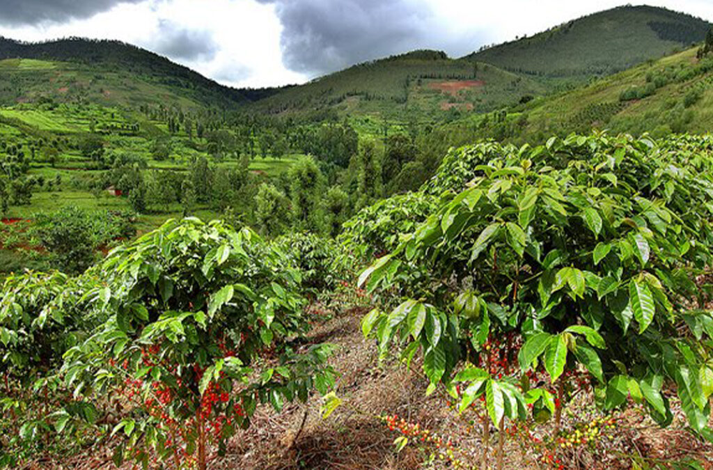 What Are the Best Coffee Tours in Rwanda?