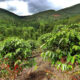What Are the Best Coffee Tours in Rwanda?