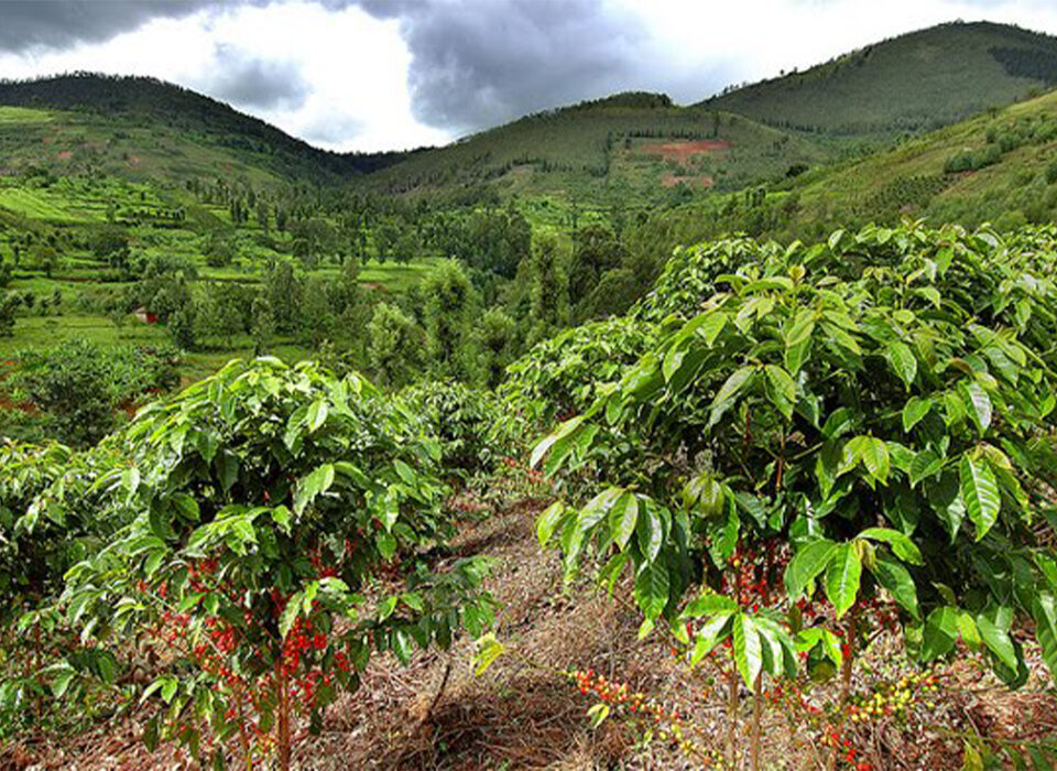 What Are the Best Coffee Tours in Rwanda?