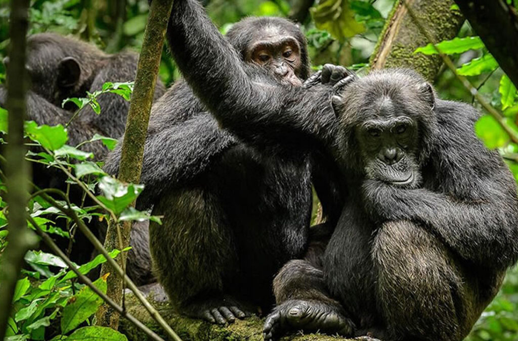Comparing Chimpanzee Trekking and Gorilla Trekking in Uganda