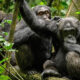 Comparing Chimpanzee Trekking and Gorilla Trekking in Uganda